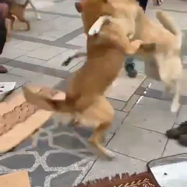 Kavga eden köpekler cemaatin arasını daldı; o anlar kamerada