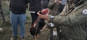 Bursa'da horoz dövüştürülen çadırlardaki 2 şüpheli gözaltına alındı