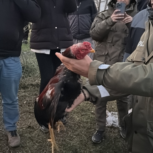 Bursa'da horoz dövüştürülen çadırlardaki 2 şüpheli gözaltına alındı