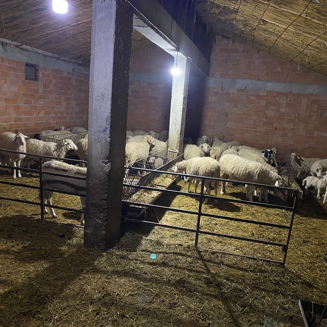 Afyonkarahisar'da 70'e yakın küçükbaş çalan çoban yakalandı