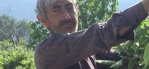 Kestiği ağacın altında kalan çiftçi öldü