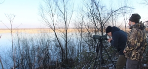 Efteni Gölü'nde ilk kez ak kuyruklu kartal görüldü