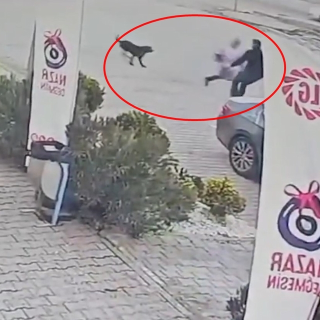 Köpeklerin saldırdığı çocuğu esnaf ve otomobil sürücüsü kurtardı; o anlar k...