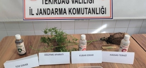 Tekirdağ'da evinin çatısında kenevir yetiştiren şüpheliye gözaltı