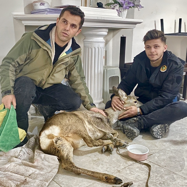 Sinop'ta yaralı halde bulunan karaca tedavi altına alındı