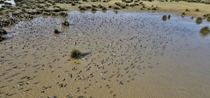 Kızılırmak Deltası kuğular ile farklı türlerden binlerce kuşa yuva oluyor