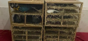 Edirne'de, kamyonette 124 kuş ele geçirildi