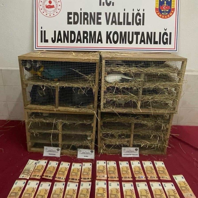 Edirne'de, kamyonette 124 kuş ele geçirildi