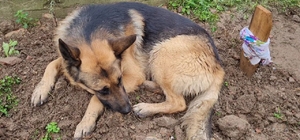 Kaybolduğu sanılan Alman kurdu `Poli´, ölen sahibinin mezarı başında bulund...