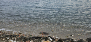 Çanakkale sahilinde ölü caretta caretta bulundu