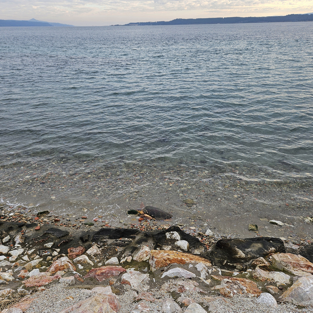 Çanakkale sahilinde ölü caretta caretta bulundu