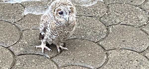 Giresun'da bulunan yaralı baykuş koruma altına alındı