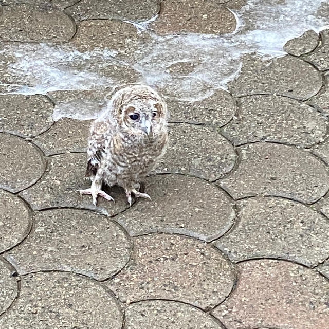 Giresun'da bulunan yaralı baykuş koruma altına alındı