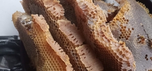 Düzce'de arıların petek yaptığı valizden 8 kilogram bal çıktı 