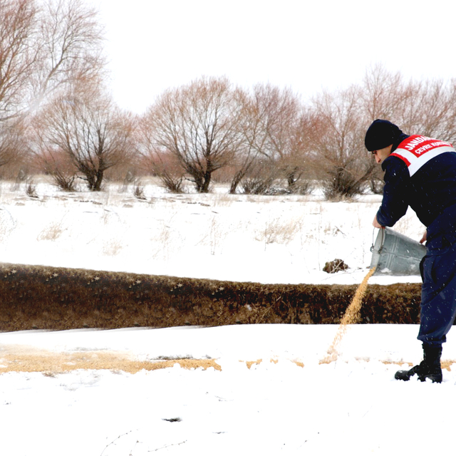 Ağrı'da jandarma ile DKMP ekipleri yaban hayvanları için doğaya buğday bıra...