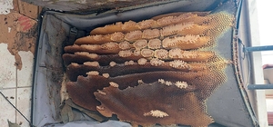 Kaçtığını sandığı arılar, kullanılmayan bavula bal yapmış