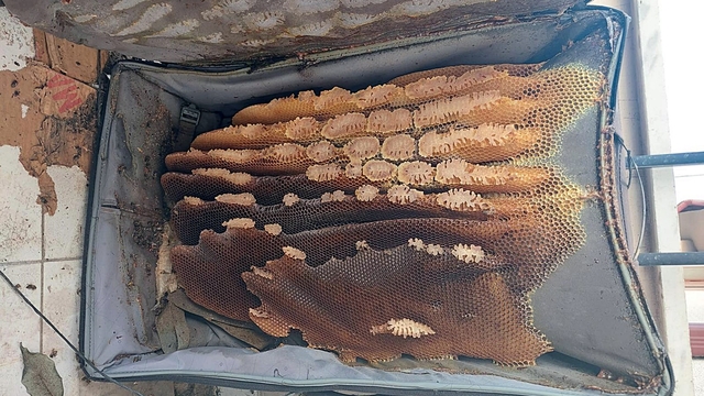 Kaçtığını sandığı arılar, kullanılmayan bavula bal yapmış