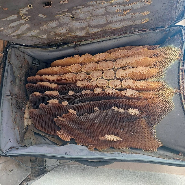 Kaçtığını sandığı arılar, kullanılmayan bavula bal yapmış