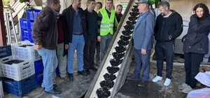 Kumluca'da ziraat odasının fabrikasında 320 ton zeytinyağı elde edildi