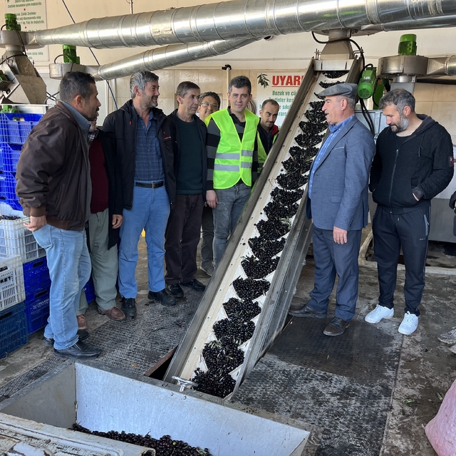 Kumluca'da ziraat odasının fabrikasında 320 ton zeytinyağı elde edildi
