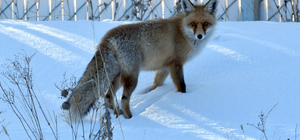 Kars'ta aç kalan tilki yerleşim yerine indi