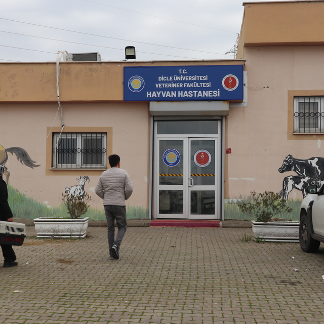 Yaralı ve yürüme güçlüğü çeken hayvanlara fizik tedavi