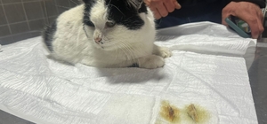 Bilecik'te kedinin midesinde toplanmış tüy yumakları endoskopi cihazıyla alındı