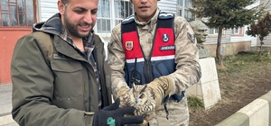 Bitlis'te jandarma ekiplerince bulunan yaralı puhu tedavi edilecek