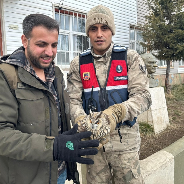 Bitlis'te jandarma ekiplerince bulunan yaralı puhu tedavi edilecek