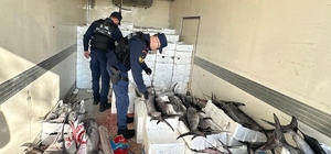 Balıkesir'de avlanması ve nakli yasak olan 3 tondan fazla balık ele geçiril...