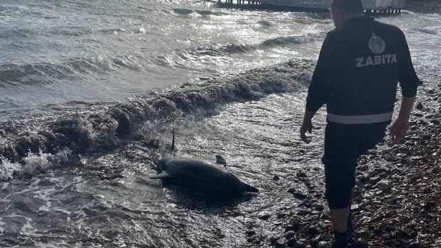 Bodrum'da karaya vuran yaralı yunus kurtarılamadı