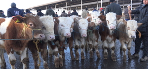 Şarkışla canlı hayvan pazarı yeniden açıldı