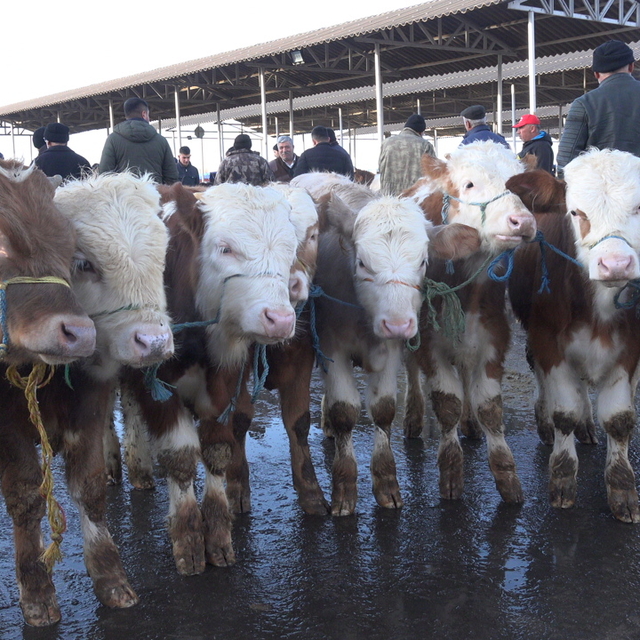 Şarkışla canlı hayvan pazarı yeniden açıldı