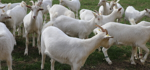 Tekstilci çift, Niksar'daki çiftliklerinde saanen keçi sütünden peynir üretiyor