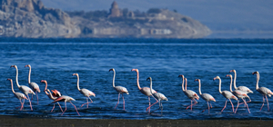 Ötücü kuğular ile göç dönemi geçen flamingolar kışı Van Gölü havzasında geç...