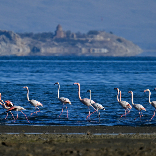 Ötücü kuğular ile göç dönemi geçen flamingolar kışı Van Gölü havzasında geç...