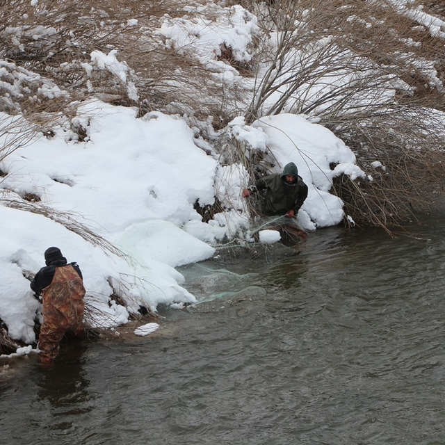 Bingöl'de dondurucu soğukta Peri Çayı'nda tutulan balıklar tezgahlarda satı...