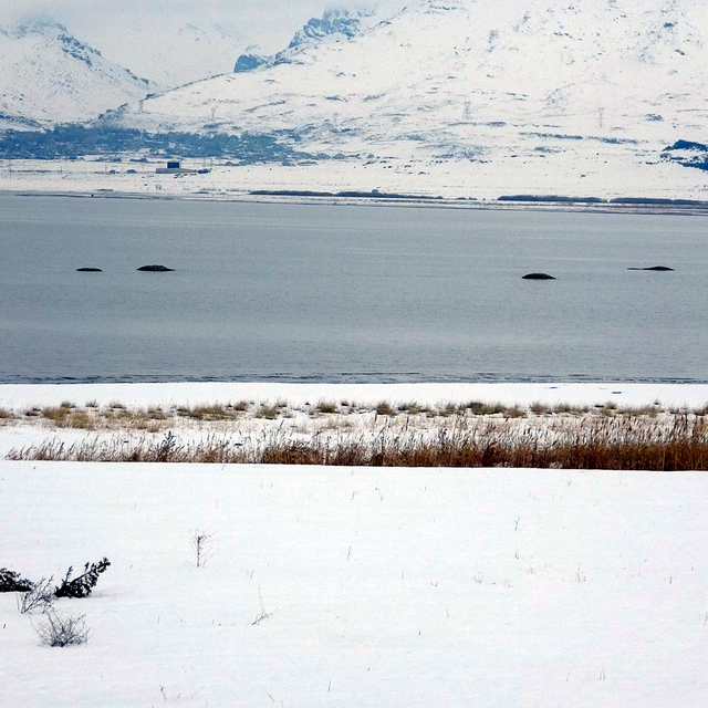 Van Gölü'nde flamingoların konakladığı alanlarda adacıklar oluştu