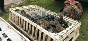 Kaçak ördek avlayan 5 kişiye 52 bin lira ceza