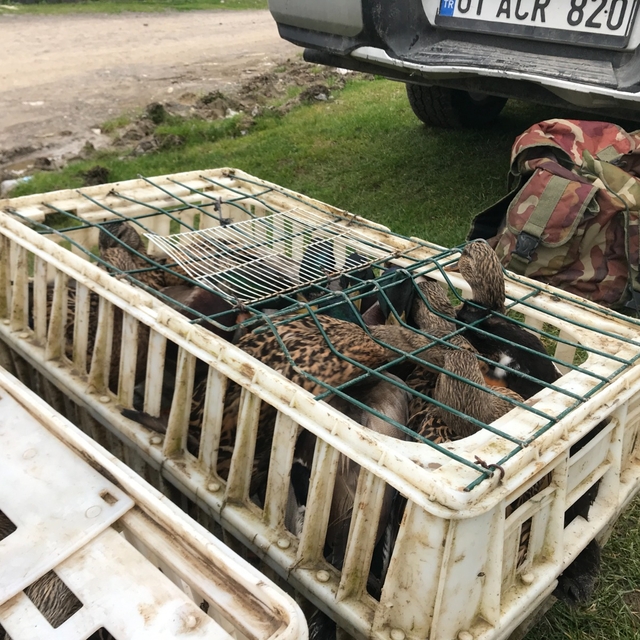 Kaçak ördek avlayan 5 kişiye 52 bin lira ceza