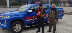 Emirdağ'da jandarmanın bulduğu yaralı şahin koruma altına alındı