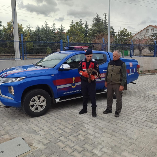 Emirdağ'da jandarmanın bulduğu yaralı şahin koruma altına alındı