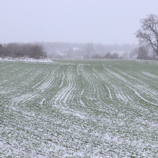 Edirne'de kar buğday üreticilerini sevindirdi