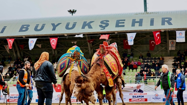 Denizli'de 3. Deve Güreşi Festivali düzenlendi