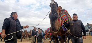 Muğla'da 22. Yatağan Deve Güreşi Festivali yapıldı