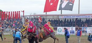 AK Parti Muğla Büyükşehir Belediye Başkan Adayı Ayaydın deve güreşi festiva...