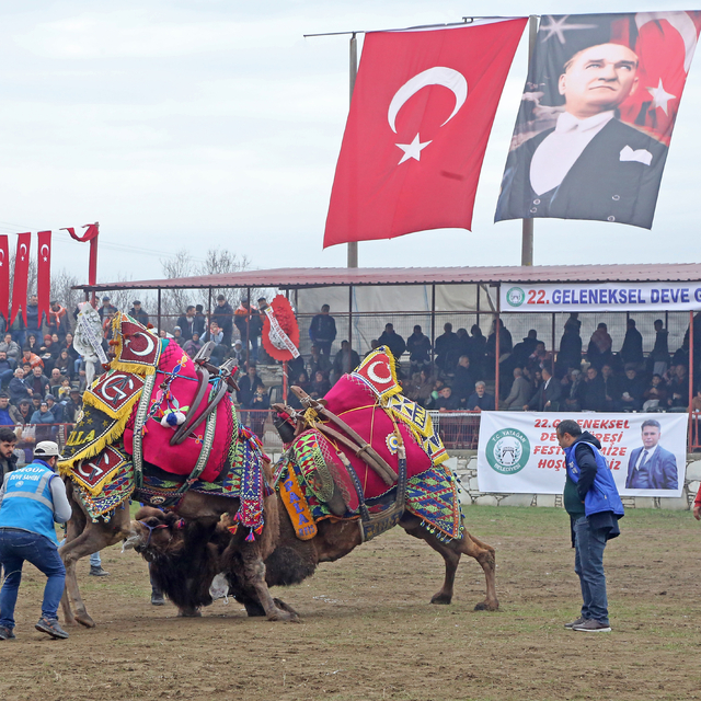 AK Parti Muğla Büyükşehir Belediye Başkan Adayı Ayaydın deve güreşi festiva...