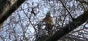 Kanadı ağaçtaki iplere takılan karga kurtarıldı