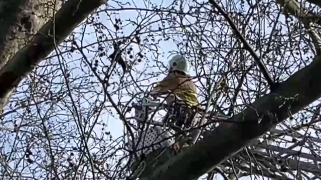 Kanadı ağaçtaki iplere takılan karga kurtarıldı