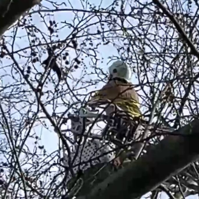 Kanadı ağaçtaki iplere takılan karga kurtarıldı